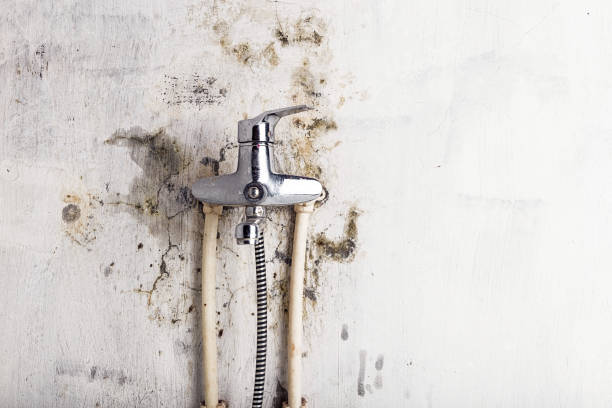 Best Toxic Mold Removal  in Clay, AL