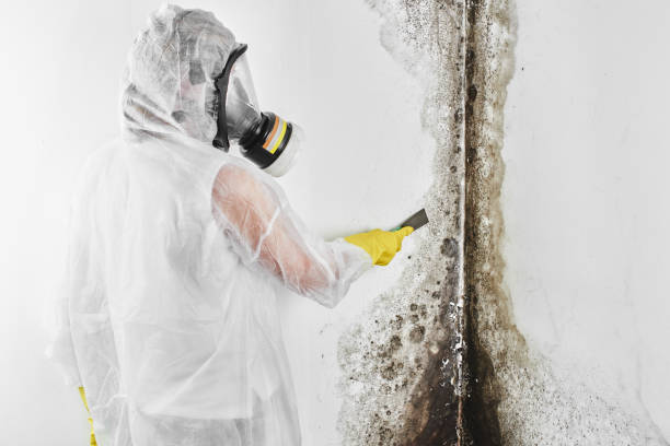 Best Mold Testing and Removal  in Clay, AL