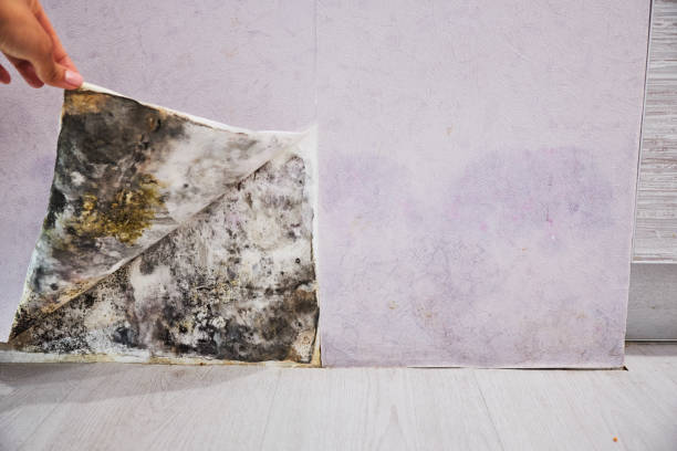 Best Toxic Mold Removal  in Clay, AL